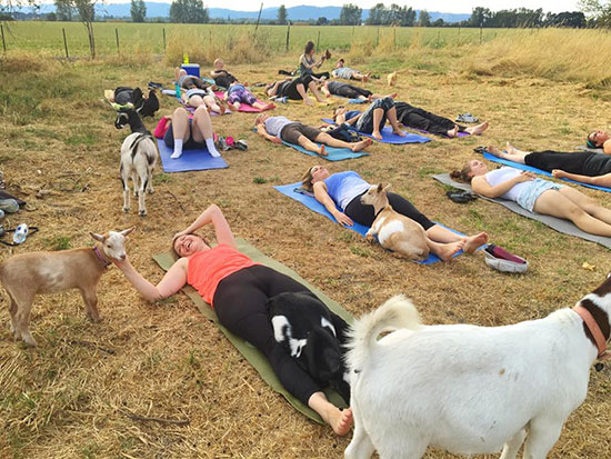 goat-yoga