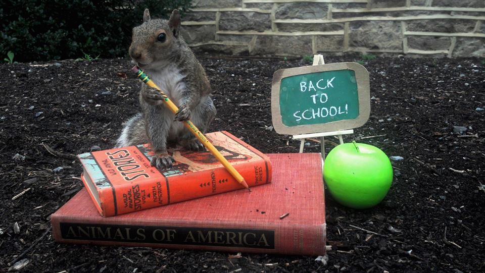 mary-krupa-squirrels