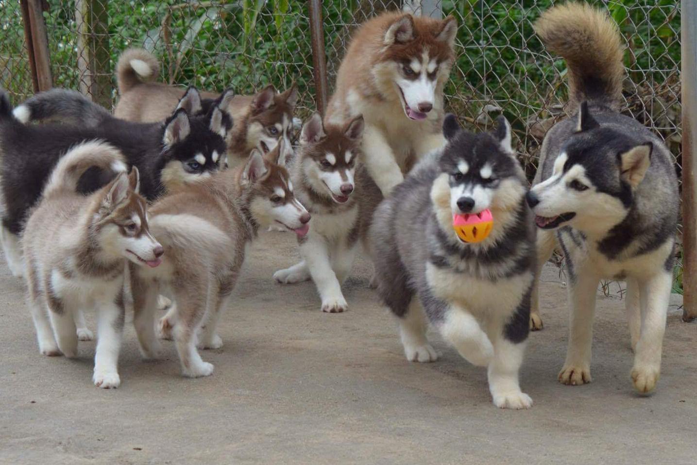 husky-cafe
