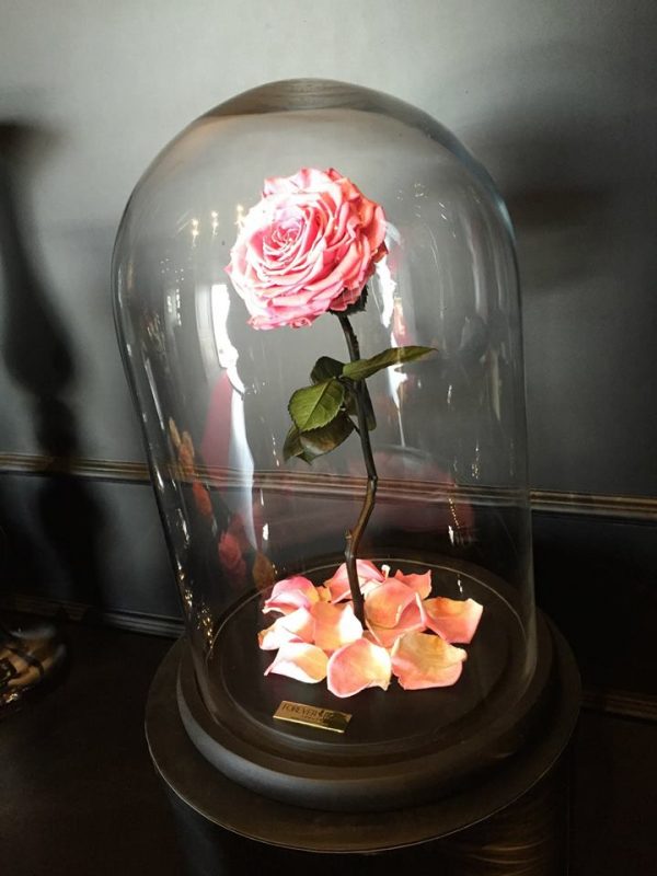 Real "Beauty and the Beast" Rose Allegedly Lasts Forever Without