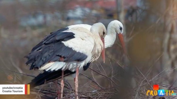 ÐÐ°ÑÑÐ¸Ð½ÐºÐ¸ Ð¿Ð¾ Ð·Ð°Ð¿ÑÐ¾ÑÑ Male Stork Travels 14,000 Km Every Year to Be with His Handicapped Mate