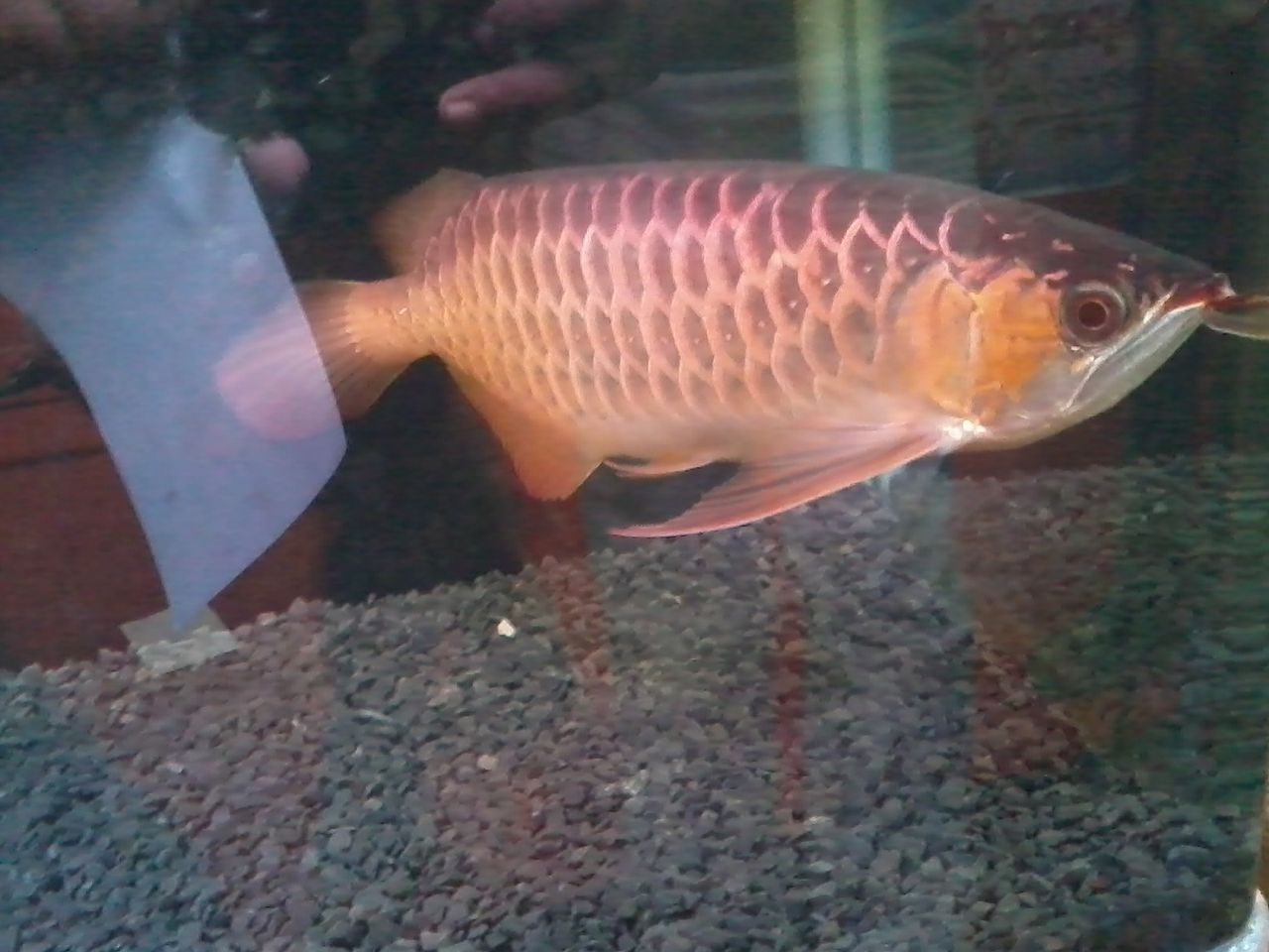 Arowana The Mouth Brooder