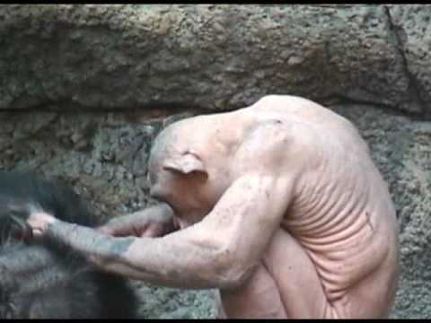 chimpanzee without hair chimpanzee without hair