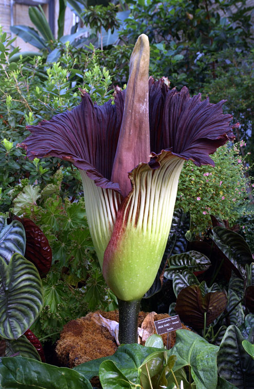 Titan Arum, the largest flower in the world
