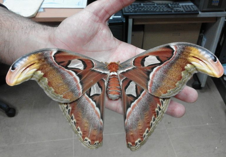 World’s largest moth