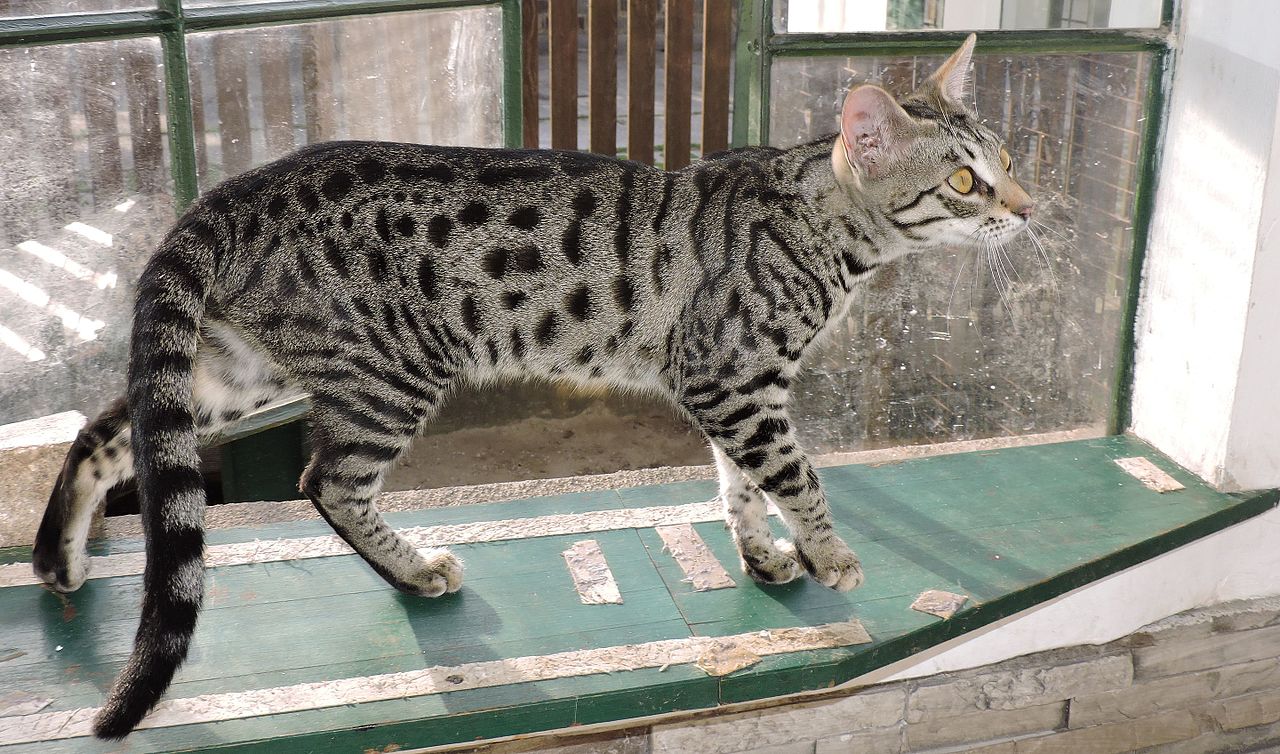 Ashera, rarest cat in the world