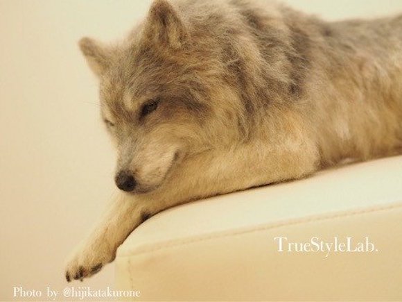 Japanese Artist Creates Stunningly Realistic Wool Felt Animals