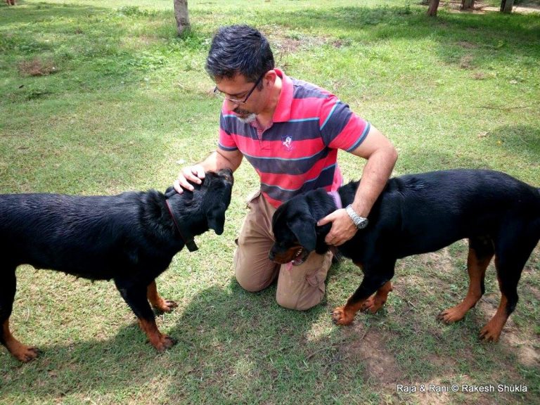 The Dog Father Indian Man Takes Care of 735 Dogs That Nobody Else Wants