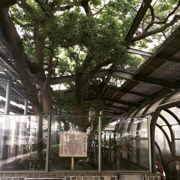 Kayashima-station-tree4