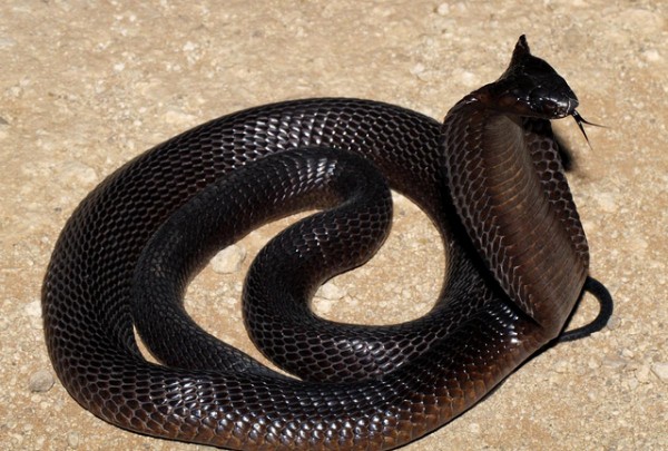 black-cobra