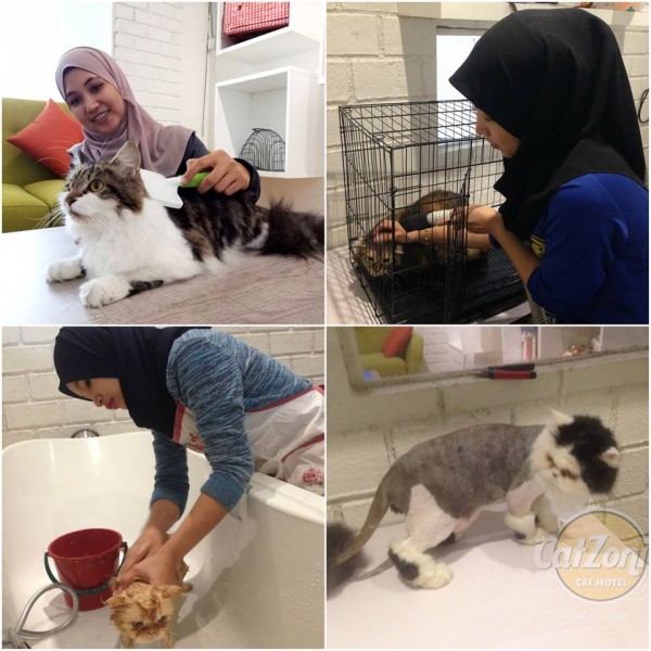 Welcome to Catzonia - Worldu0027s First 5-Star Hotel for Cats Opens in