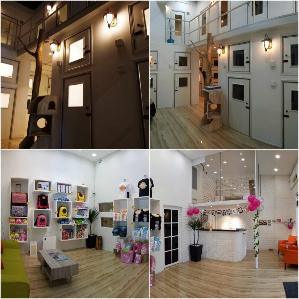 Welcome to Catzonia - Worldu0027s First 5-Star Hotel for Cats Opens in