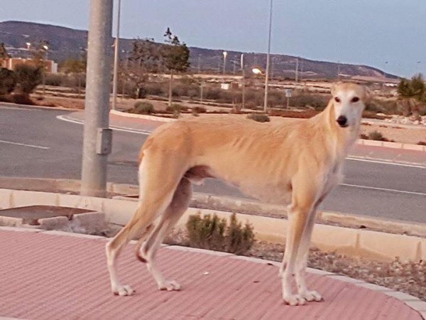 Galgo-massacre3