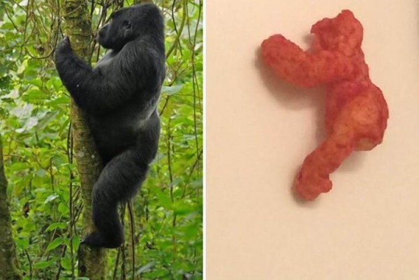 Harambe-Cheeto