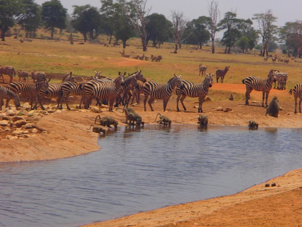 Tsavo-water-for-animals6