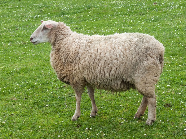 sheep