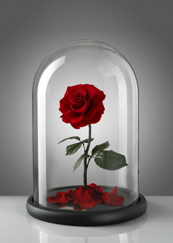 Real Beauty And The Beast Rose Allegedly Lasts Forever Without Sunlight Or Water