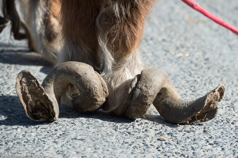 Neglected Pony Hasn't Had Her Hooves Trimmed in 10 Years