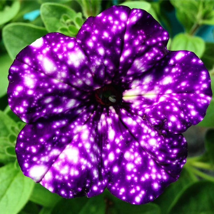 Amazon Com Amzt New Petunia Blue Sky Petunia Seeds 200