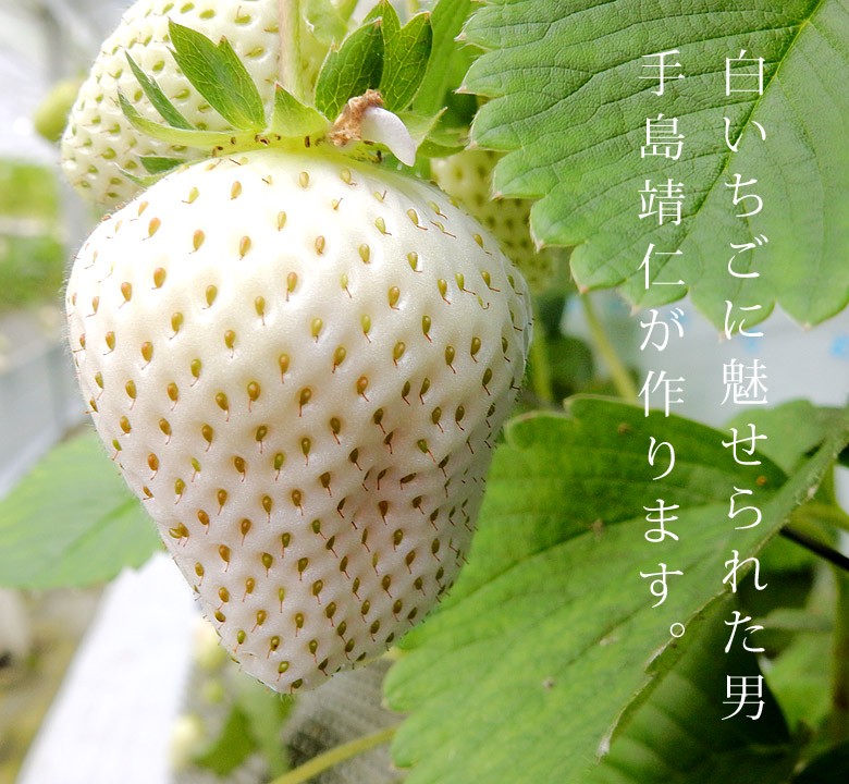 White Jewel The Japanese White Strawberries Worth Their Weight in Gold