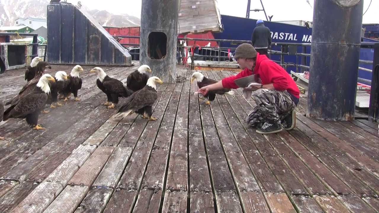 Unalaska The Alaskan Town Where Bald Eagles Are as Common as Pigeons
