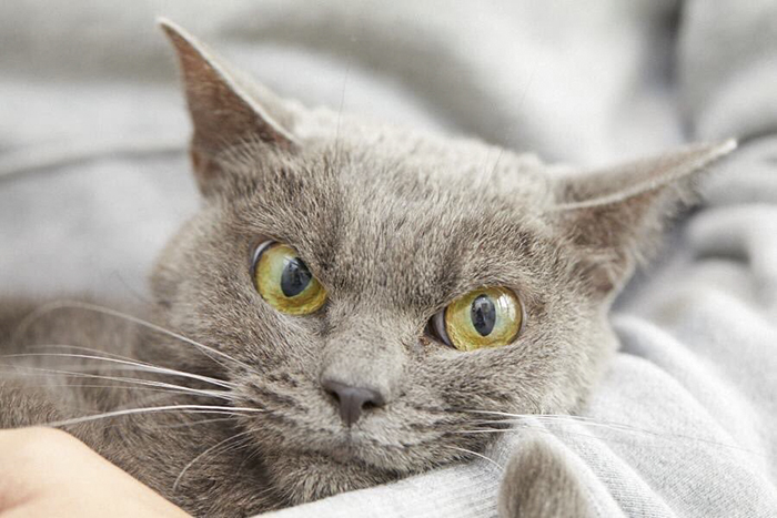 Cat with permanent scowl on her face becomes new 'Grumpy Cat