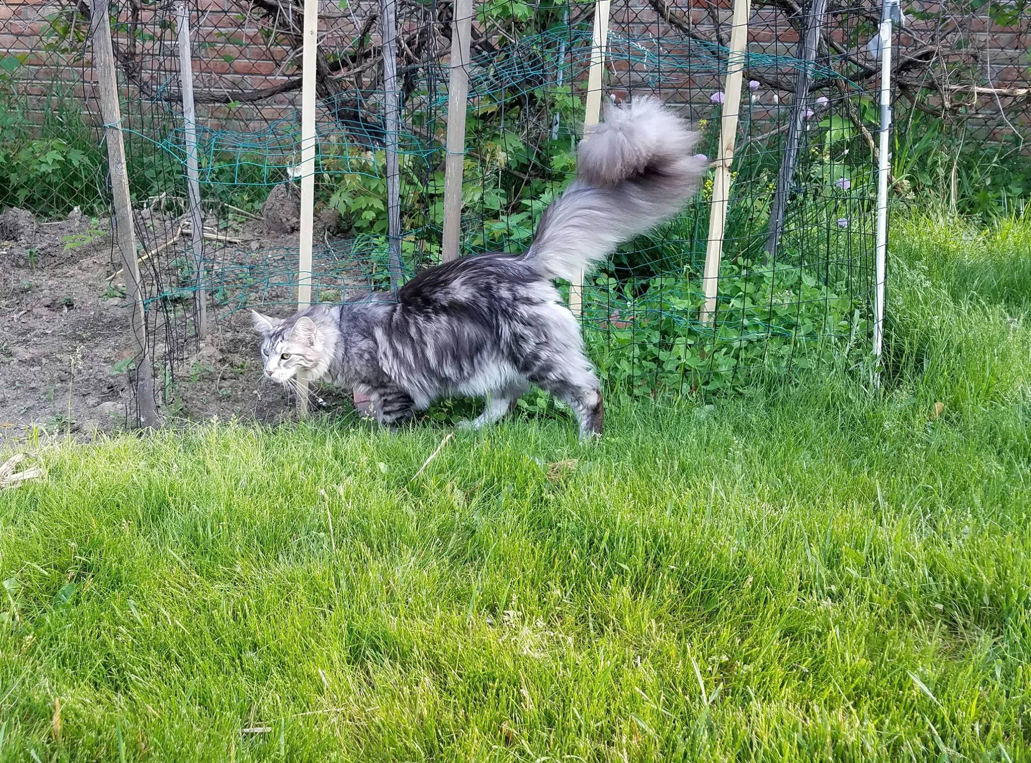 Коты с длинными хвостами
