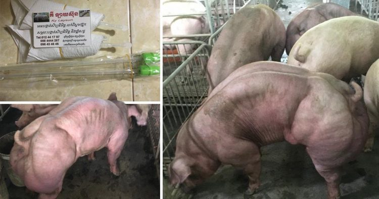Cambodian Farm Breeds Mutant Hulk-Like Pigs Cambodian Farm Breeds Mutant Hulk-Like Pigs