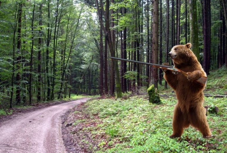 Brown Bear Armed with Two Guns Is Apparently on the Loose in Siberia