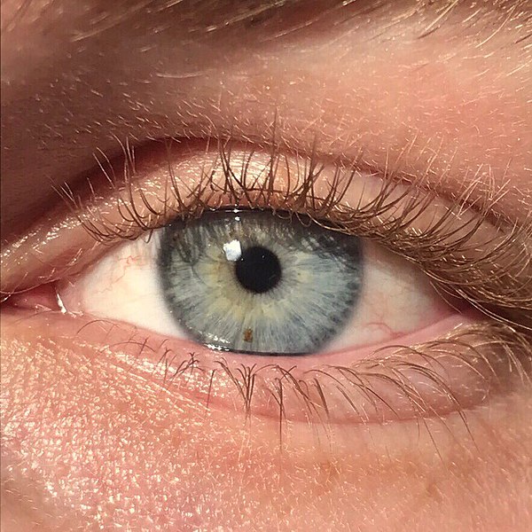 Does Eye Color Ever Change? (How & Why)