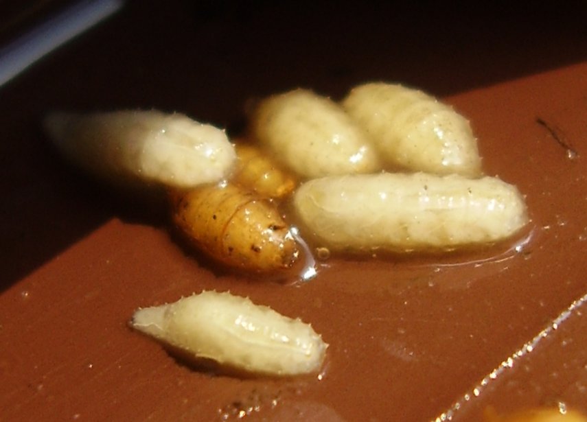 This Israeli Startup Wants You to Eat Fruit Fly Larvae to Help Save Our