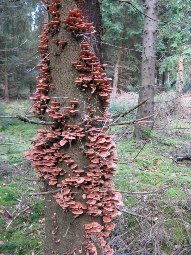Giant Fungus Covering Over 2 0 Acres Is The Largest Living Organism Ever Discovered