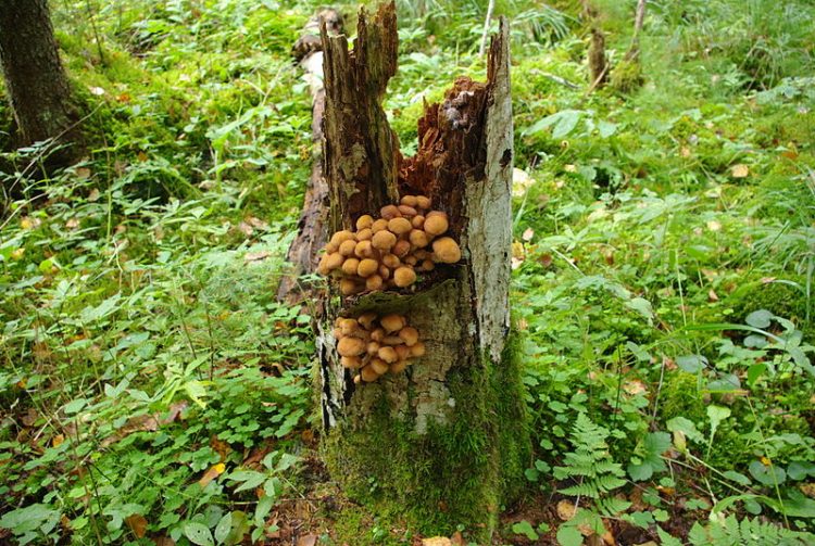 Giant Fungus Covering Over 2 0 Acres Is The Largest Living Organism Ever Discovered