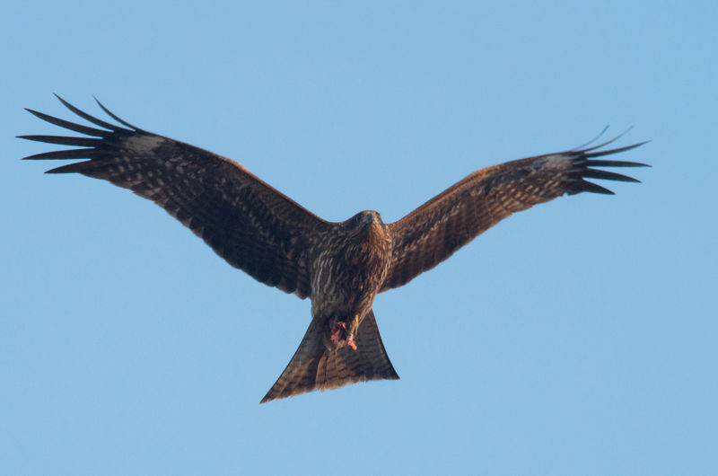 Australia's "Firehawks" Deliberately Start Wildfires to Flush Out Prey