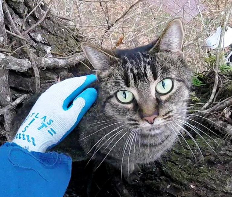 Louisiana Retiree Dedicates His Life to Rescuing Cats from Trees