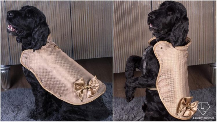 PU Leather Luxury Fashion Brown and Gold Pattern Dog Golden 