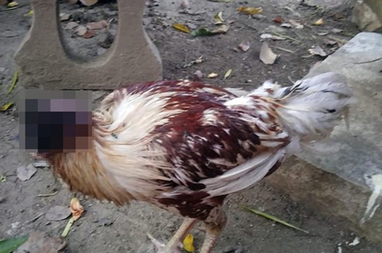 Chicken in Thailand Still Alive 10 Days After Literally Losing Its Head