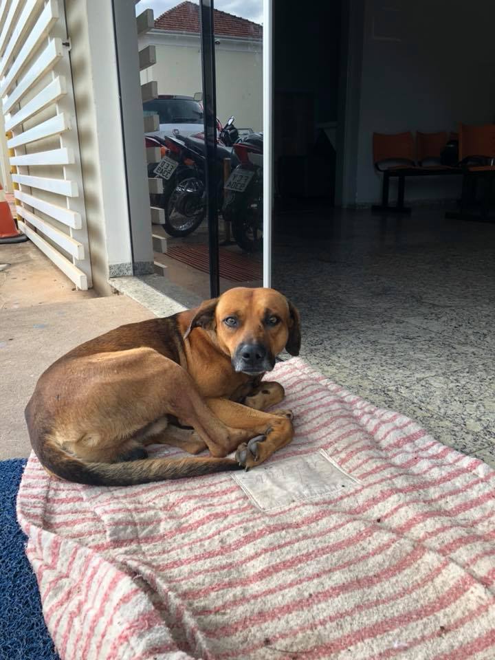 loyal dog waits outside hospital loyal dog waits outside hospital