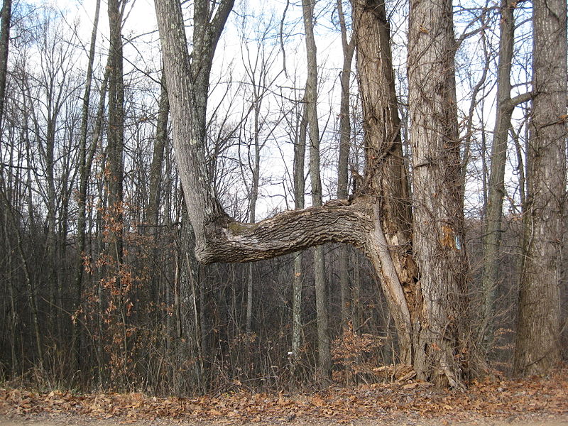 The Mysterious Bent Trees of North America