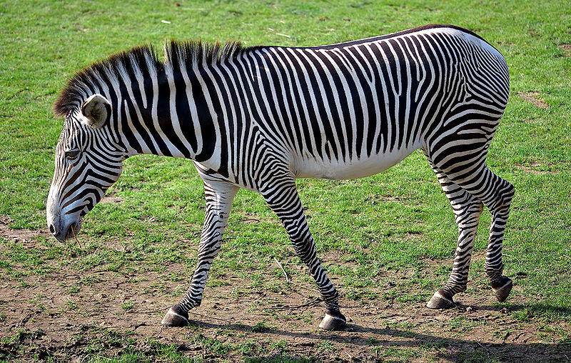Egyptian Zoo Paints Donkey Black and White, Tries to Pass It Off as Zebra