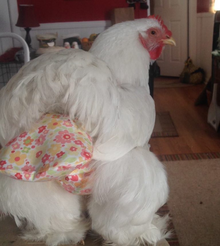 The Surprisingly Successful Business of Luxury Chicken Diapers