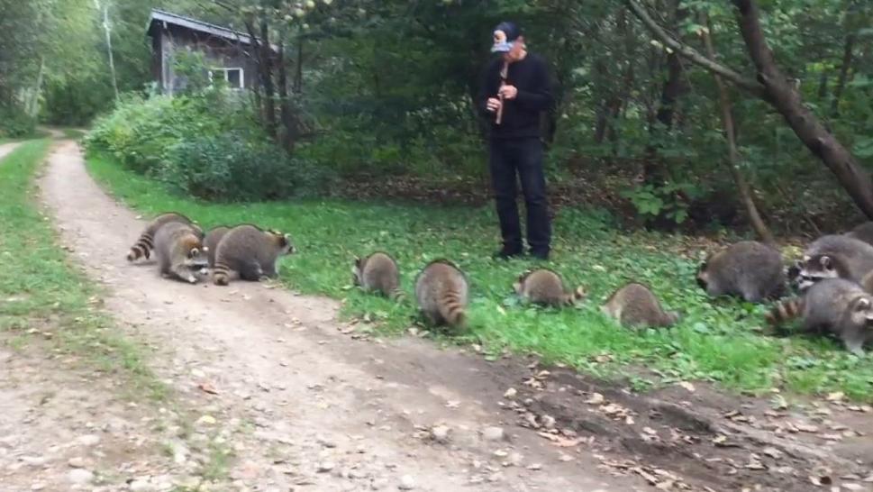 “Pied Piper of Raccoons” Appears to Draw Furry Crowd with Mellow Flute Tune