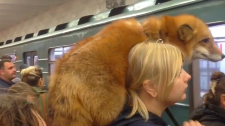 Just a Woman with a Live Fox on Her Shoulder Waiting for the Subway Train  in Moscow