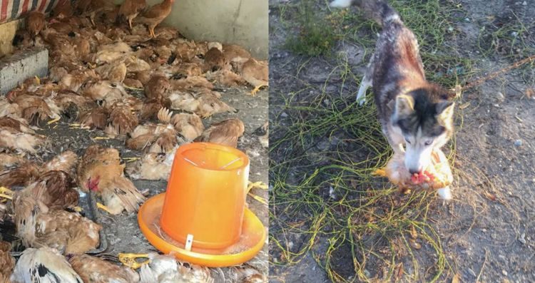 Dog killed chicken hotsell can i eat it