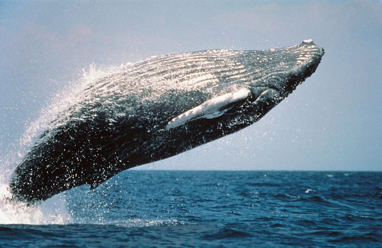 Dead Humpback Whale Found in Amazon Jungle Baffles Scientists