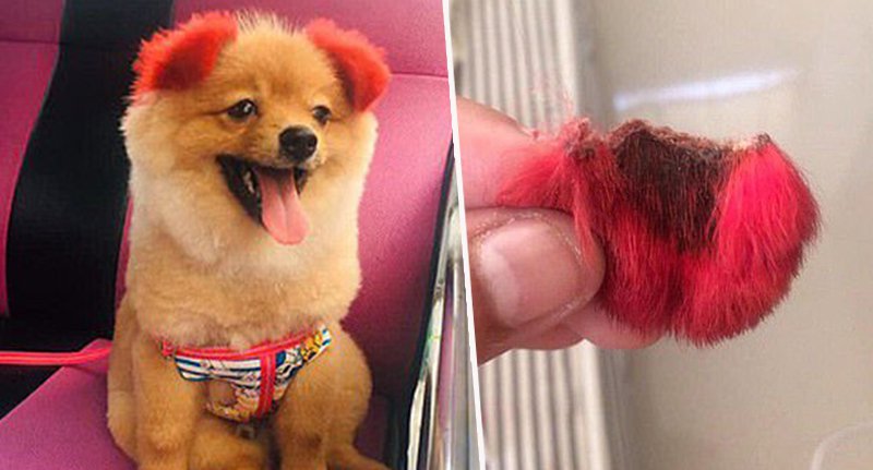 Red dog hair dye clearance
