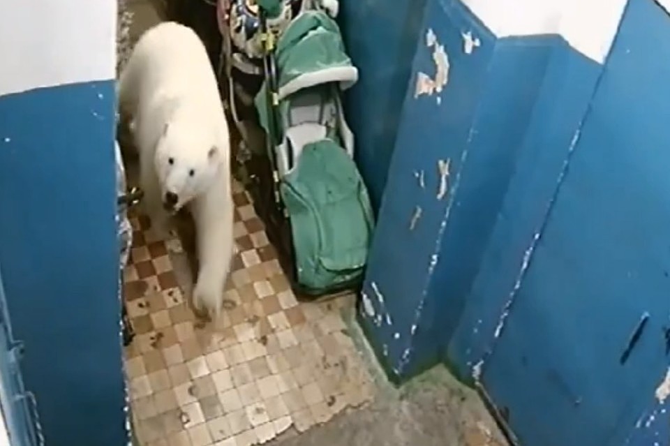 Dozens of Polar Bears Invade Remote Russian Town, Entering Homes and