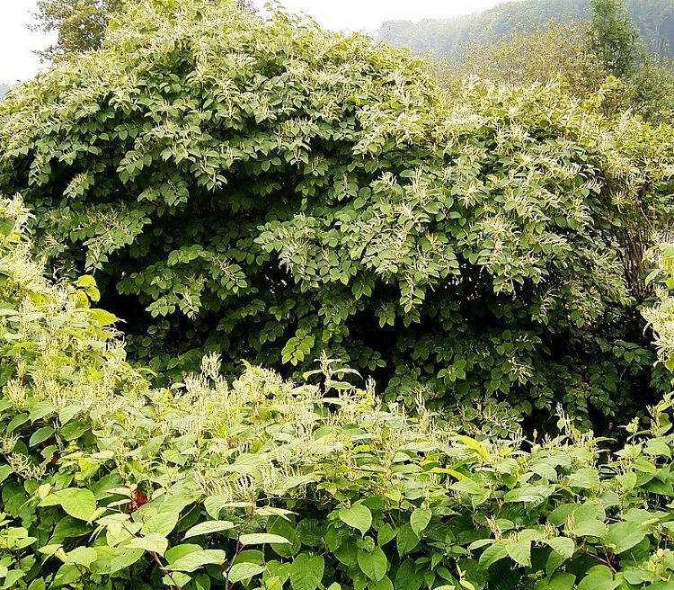 Japanese Knotweed - An Invasive Plant That Is Proving Impossible to Control