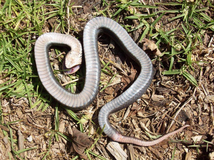 Watch: Hognose Snake Fakes Death In Most Overacted Way