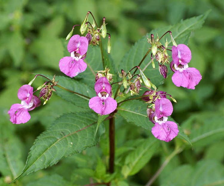 The Himalayan Balsam An Invasive Flower That Spreads By Explosion